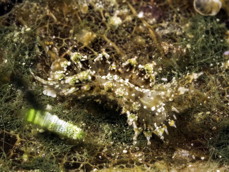 Janolus sp. 11